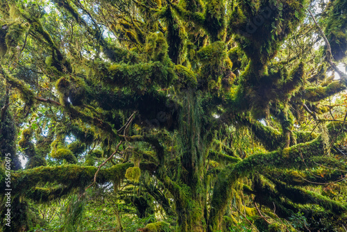 Moss-covered trees in the rainforest of Egmont National Park on Mount Taranaki; Taranaki Region, North Island, New Zealand photo