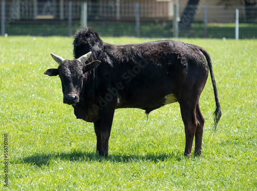Close-up portrait of a zebu (Bos taurus indicus) or zebu mix cattle standing in a pasture next to a farm building on a sunny day and looking at camera; Lititz, Pennsylvania, United States of America