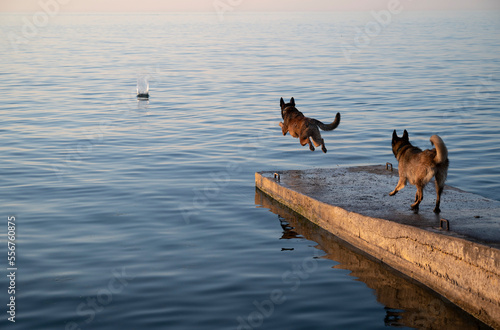 Two Belgian Malinois dogs enjoy Lake Ontario; Olcott, New York, United States of America photo