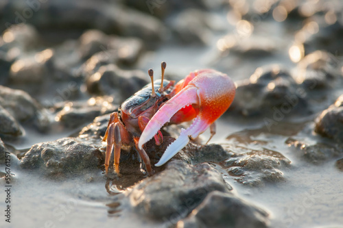 A fiddler crab on the salt flats of Vansittart Bay; Western Australia, Australia photo