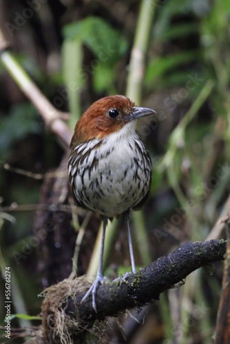 Grallaria Ruficapilla. Un pájaro difícil de ver. Terrestre muy hermosa y difícil de observar. Se encuentra en Caldas, Colombia. photo