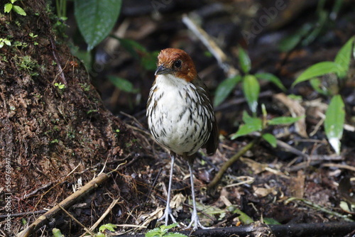 Grallaria Ruficapilla. Un pájaro difícil de ver. Terrestre muy hermosa y difícil de observar. Se encuentra en Caldas, Colombia. photo