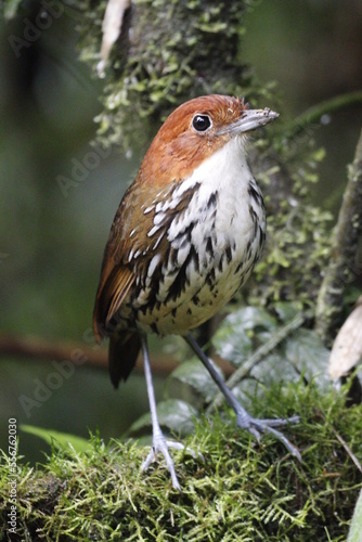 Grallaria Ruficapilla. Un pájaro difícil de ver. Terrestre muy hermosa y difícil de observar. Se encuentra en Caldas, Colombia. photo