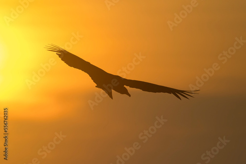 The silhouette of a Black vulture (Coragyps atratus) in flight at sunrise; Puntarenas, Costa Rica photo