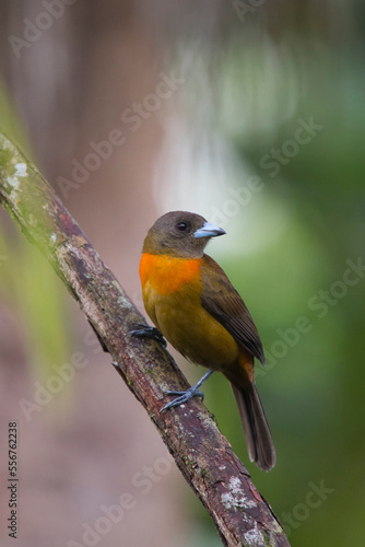 A female Cherrie's tanager (Ramphocelus passerinii costaricensis) perches on a tree branch; Puntarenas, Costa Rica photo