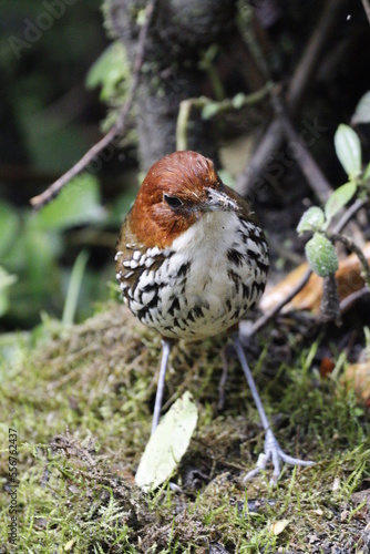 Grallaria Ruficapilla. Un pájaro difícil de ver. Terrestre muy hermosa y difícil de observar. Se encuentra en Caldas, Colombia. photo