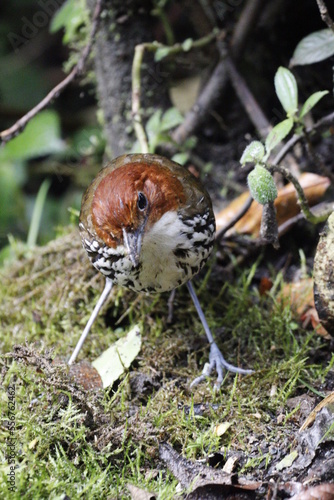 Grallaria Ruficapilla. Un pájaro difícil de ver. Terrestre muy hermosa y difícil de observar. Se encuentra en Caldas, Colombia. © Santiago