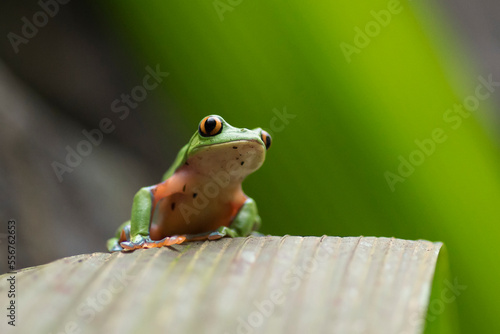 A blue-sided leaf frog (Agalychnis annae) rests on a leaf; Costa Rica photo