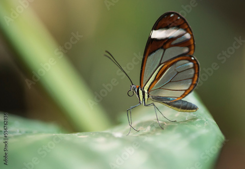 A Greta oto or Glasswing butterfly rests on a leaf; Monteverde, Costa Rica photo