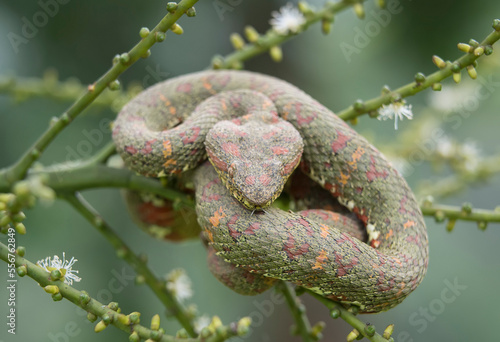 An Eyelash pit viper (Bothriechis schlegelii) wraps itself around a tropical plant in the rainforest, Corcovado National Park; Costa Rica