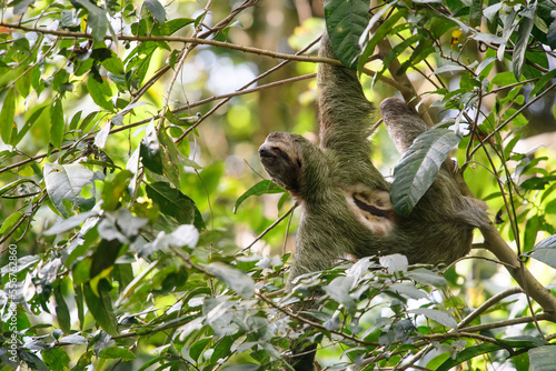 A male, brown-throated, three-toed sloth (Bradypus variegatus) hanging sideways from a tree in Manuel Antonio National Park; Quepos, Puntarenas, Costa Rica photo