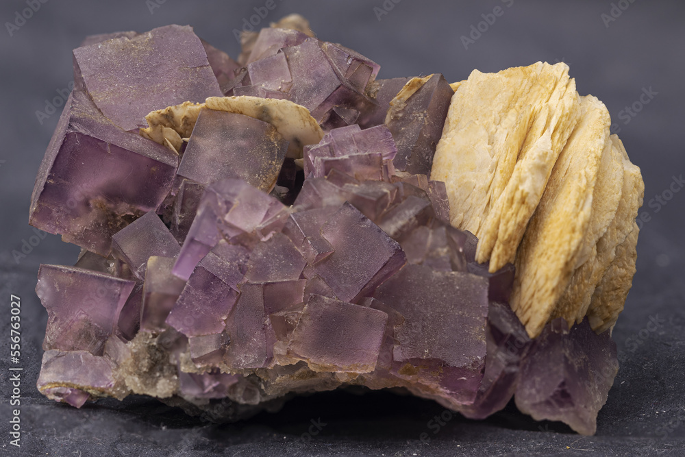 Obraz premium violet fluorite , mineral specimen, stone rock, geology cubic crystals