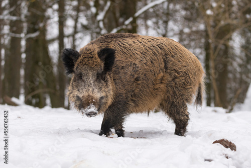 Portrait of a Wild boar (Sus scrofa) in snow; Spessart, Bavaria, Germany