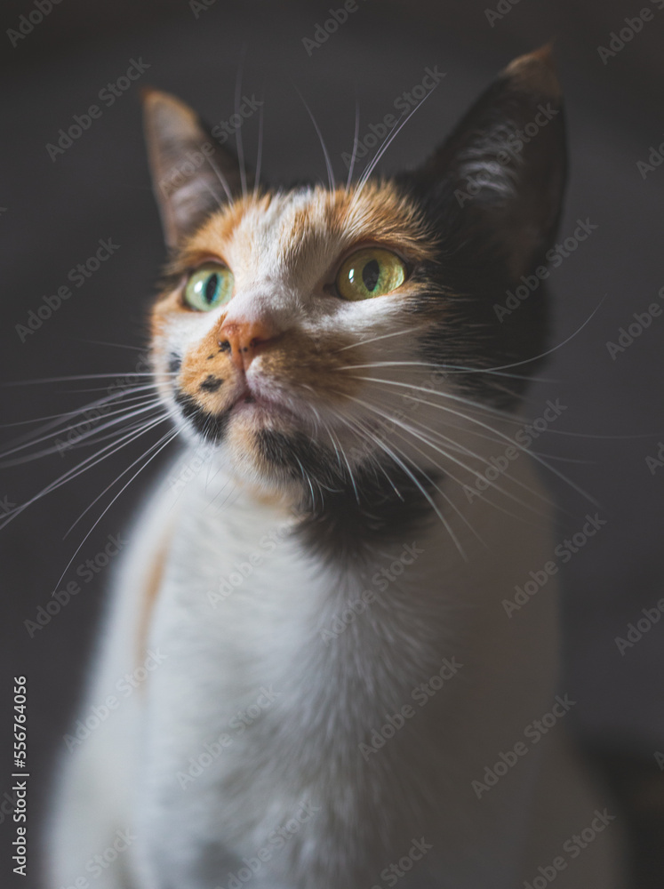close up of a calico cat face looking away