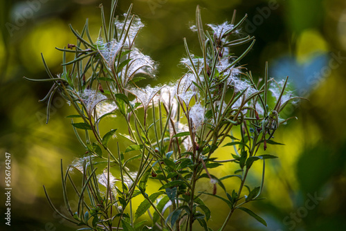 Epilobium hirsutum seed heads on the green background
