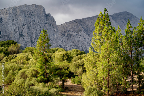Sunlit evergreen trees with majestic mountain ridge near Su Gologone; Sardinia, Italy photo