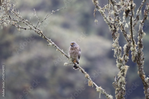 Photos Rupornis Magnirostris
