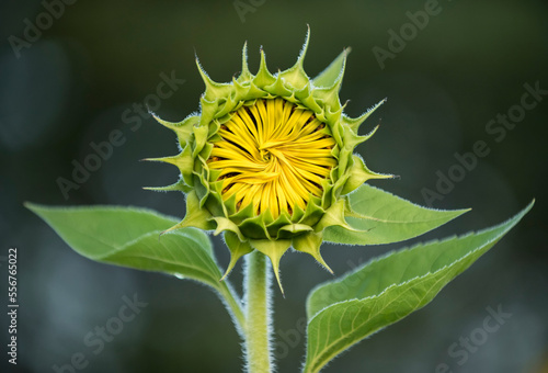 Close-up of sunflower (Helianthus) with petals closed just prior to blooming; Virginia, United States of America photo