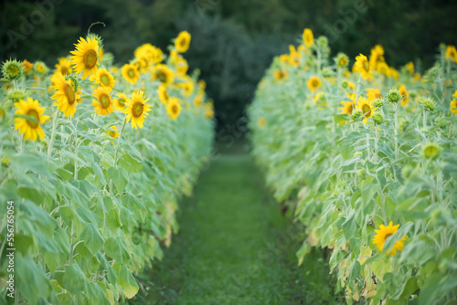 A field of rows of sunflowers (Helianthus) blooming in summertime; Virginia, United States of America
