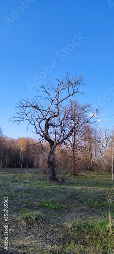 trees in early spring in the village