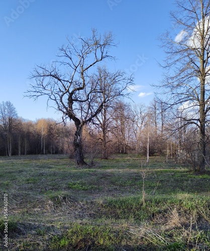 trees in early spring in the village