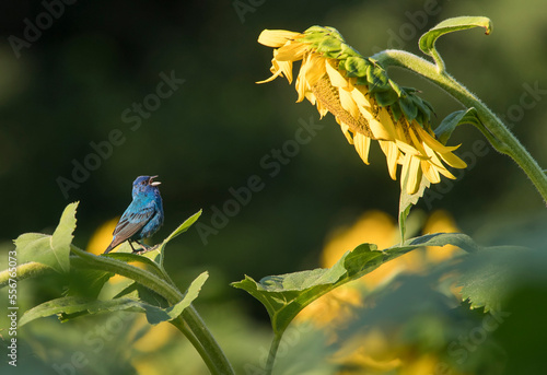 An Indigo bunting (Passerina cyanea) perched on a sunflower (Helianthus) plant looking at a large sunflower head; Maryland, United States of America photo