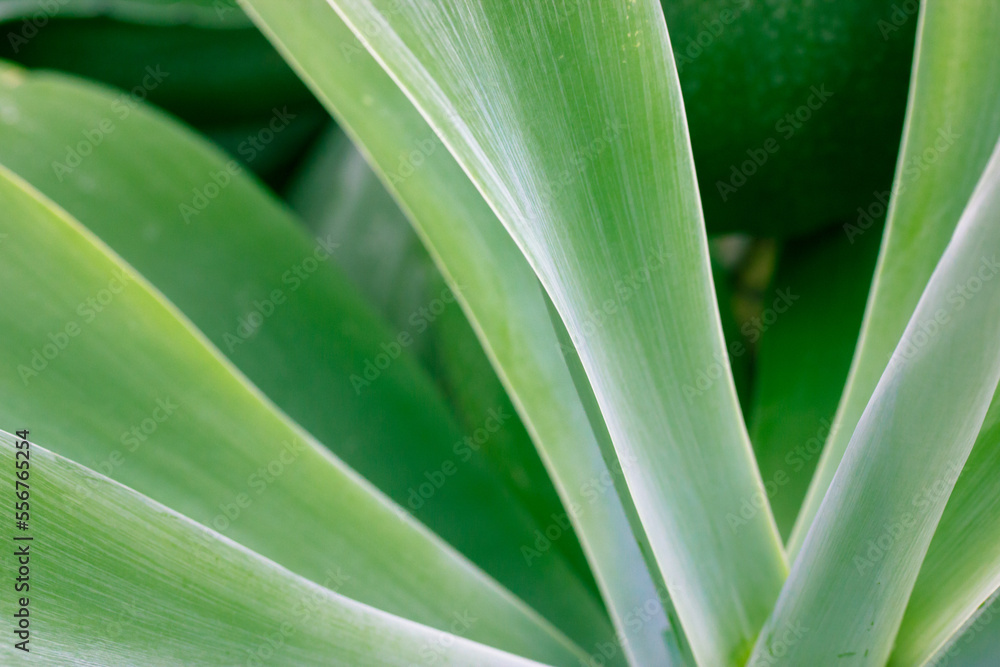 Fresh green agave leaves in garden. Asparagaceae exotic succulent of Mexico. Fresh green agave leaves in garden. Asparagaceae exotic succulent of Mexico.