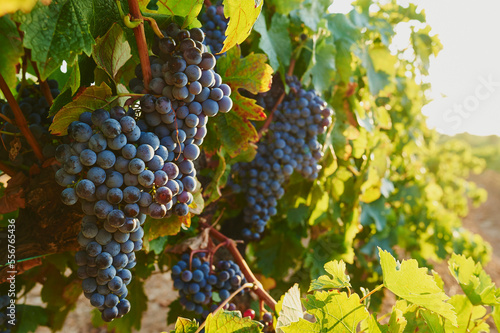 Ripe red grapes and sunlit grape leaves in a vineyard in summer; Catalonia, Spain