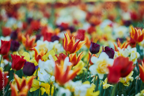Close-up of a colorful field of Didier's tulip or garden tulip (Tulipa gesneriana) blossoms; Bavaria, Germany photo
