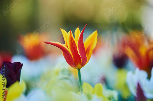 Close-up of a colorful field of Didier's tulip or garden tulip (Tulipa gesneriana) blossoms, with focus on one red and yellow bloom; Bavaria, Germany photo