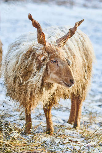 Close-up portrait of a Hortobagy Racka sheep (Ovis aries strepsiceros hungaricus) Standing on a snowy meadow in winter; Little Fatra (Kleine Fatra), Carpathian Mountains, Terchova, Slovakia photo