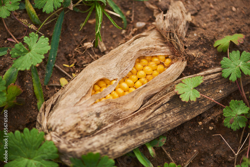 Maize or Corn (Zea mays) showing the fruit kernels lying on a field; Bavaria, Germany photo