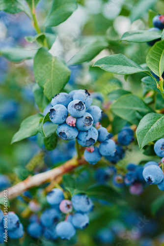 Close-up of ripe northern highbush blueberry or huckleberry (Vaccinium corymbosum) in summer; Upper Palatinate, Bavaria, Germany photo