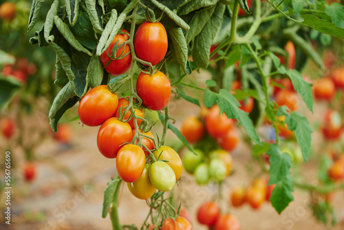Close-up of ripe tomatoes (Solanum lycopersicum) on the vine in a garden in summer; Upper Palatinate, Bavaria, Germany photo