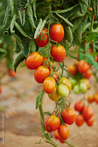 Close-up of ripe tomatoes (Solanum lycopersicum) on the vine in a garden in summer; Upper Palatinate, Bavaria, Germany photo