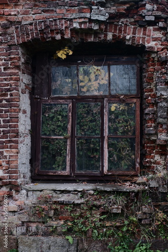 Part of the wall of an abandoned red brick house with a window. Trees grow inside.