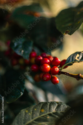 Planta de cafe y semillas de cafe