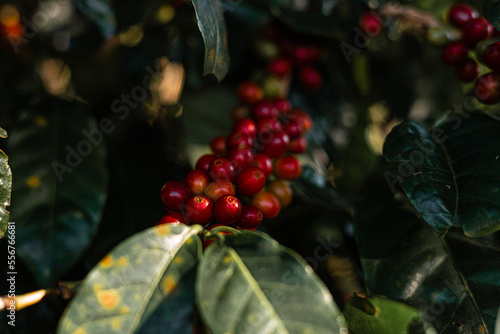 Planta de cafe y semillas de cafe