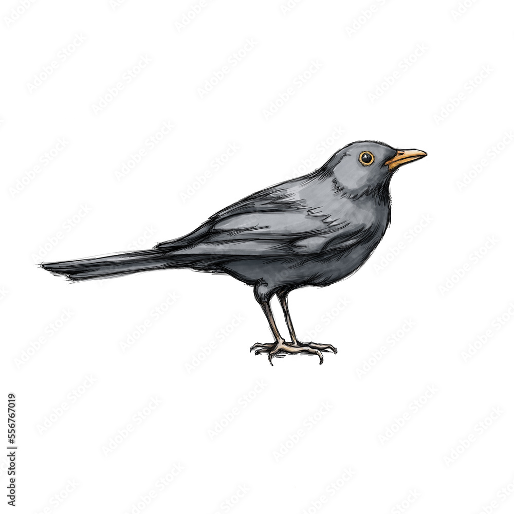 Schwarze Amsel auf neutralem Hintergrund Schwarze Amsel auf neutralem Hintergrund