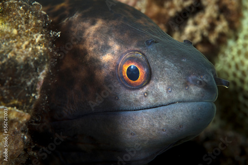Close-up profile of young yellow margin moray eel (Gymnothorax flavimarginatus); Maui, Hawaii, United States of America photo