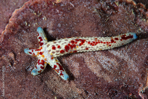 Fotografie A small starfish, Linkia multifora, is regenerating its entire body from one arm as it sits on a reef in the South Pacific