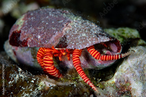 Fényképezés A Halloween hermit crab, Ciliopagurus strigatus, crawls across a coral reef in the Solomon Islands