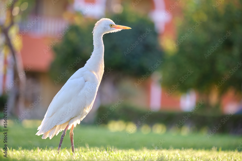 Obraz premium White cattle egret wild bird, also known as Bubulcus ibis walking on green lawn in summer