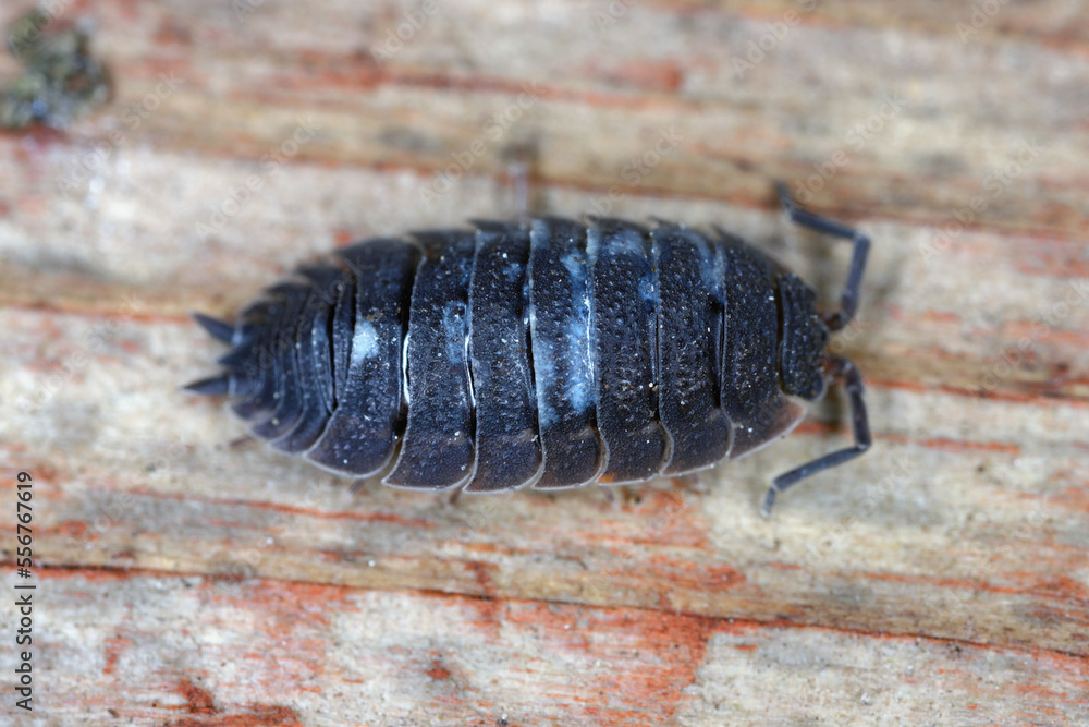 Woodlice (Porcellio scaber). Terrestrial crustaceans in the familiy Porcellionidae, exposed under bark of dead log. Woodlice (Porcellio scaber). Terrestrial crustaceans in the familiy Porcellionidae, exposed under bark of dead log.