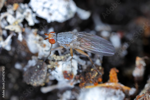 Small fly with brown eyes and numerous hairs on the body with clearly visible morphological details. photo