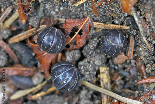 Close up of a woudlouse species, Porcellio rolled into a ball. photo