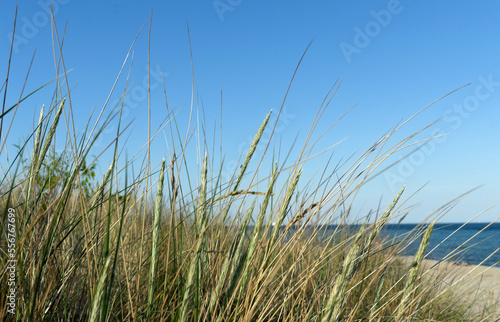 Grass on the beach