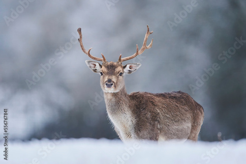Fallow deer buck (Dama dama) portrait on a snowy meadow; Bavaria, Germany photo