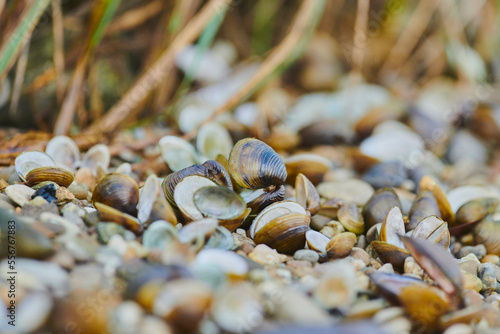 Swollen river mussel (Unio tumidus) lying on the shore of Donau river; Pfatter Au, Bavaria, Germany photo