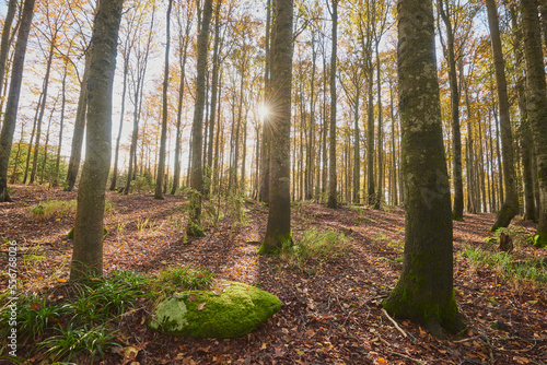 Coloured European beech or common beech (Fagus sylvatica) forest, Bavarian Forest National Park; Lusen, Bavaria, Germany